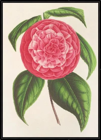 Картина Камелия Петацци (1854-1896)