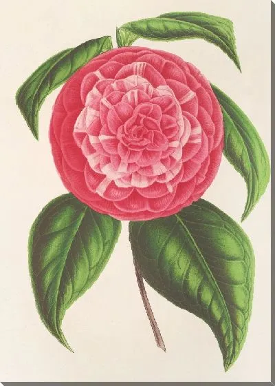 Картина Камелия Петацци (1854-1896)