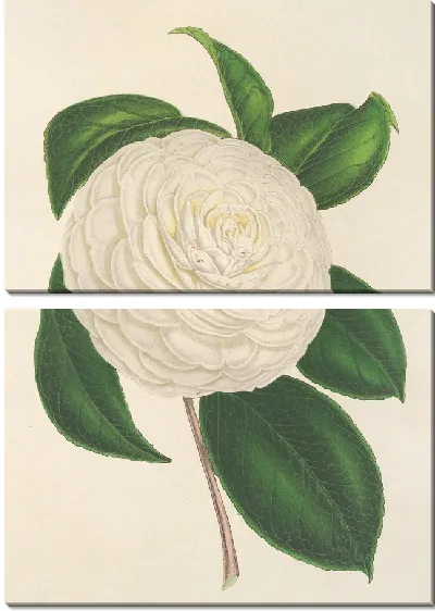 Картина Камелия планипетала (1854-1896)