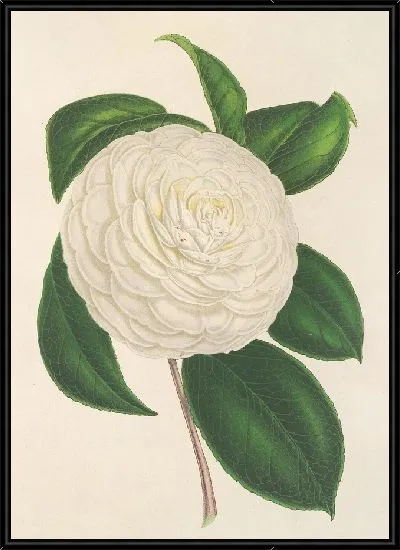 Картина Камелия планипетала (1854-1896)