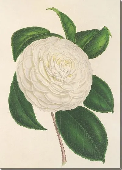 Картина Камелия планипетала (1854-1896)