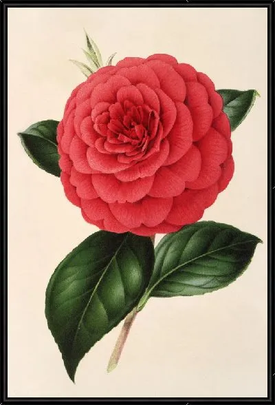 Картина Камелия Полдина Вантури (1854–1896)