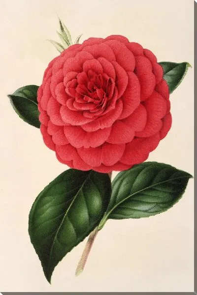 Картина Камелия Полдина Вантури (1854–1896)