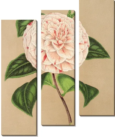 Картина Камелия Принцесса Клотильда (1854-1896)