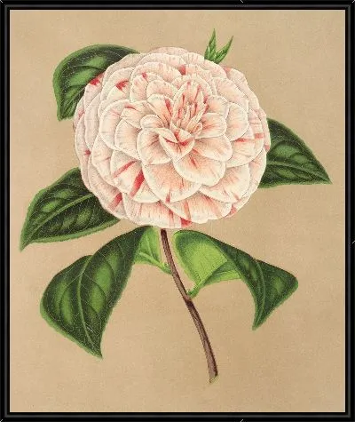 Камелия Принцесса Клотильда (1854-1896)