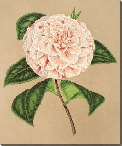 Камелия Принцесса Клотильда (1854-1896)