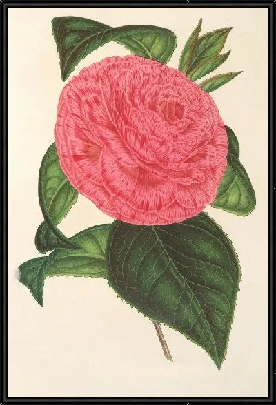 Картина Камелия Римская Рисорта (1854-1896)