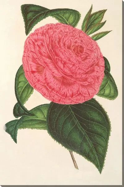 Картина Камелия Римская Рисорта (1854-1896)