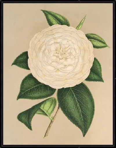 Картина Камелия Сангалли (1854-1896)