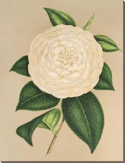 Картина Камелия Сангалли (1854-1896)