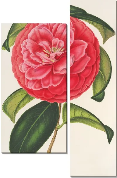 Картина Камелия сетчатая вар. Флора Плено (1854-1896)