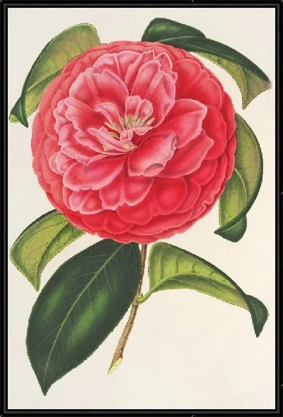 Картина Камелия сетчатая вар. Флора Плено (1854-1896)