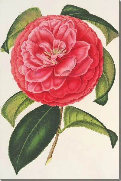 Картина Камелия сетчатая вар. Флора Плено (1854-1896)