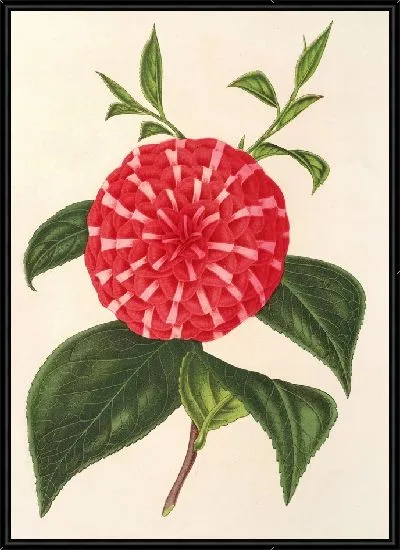 Картина Камелия Стелла Полярная (1854-1896)