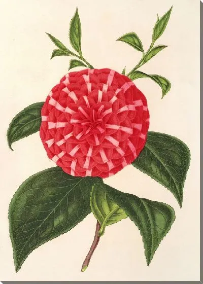 Картина Камелия Стелла Полярная (1854-1896)