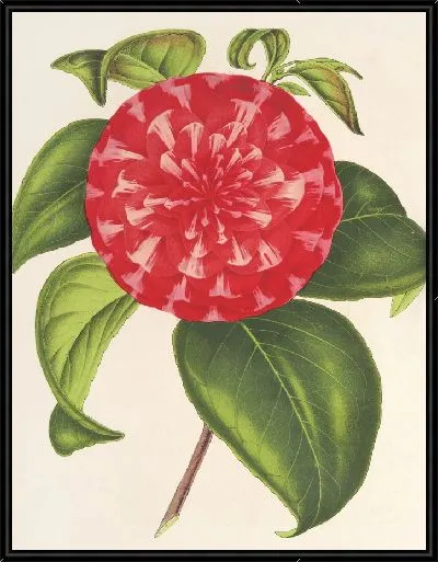 Картина Камелия Сувенир Эмиля Дефрена (1854–1896)