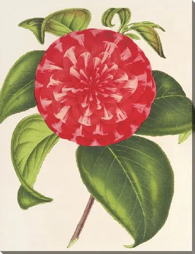 Картина Камелия Сувенир Эмиля Дефрена (1854–1896)