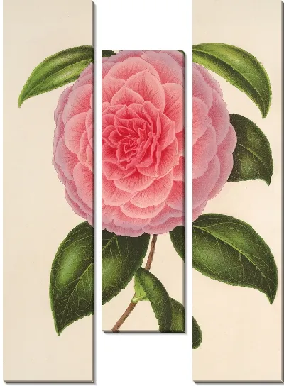 Картина Камелия Тересита Канцио Гарибальди (1854–1896)