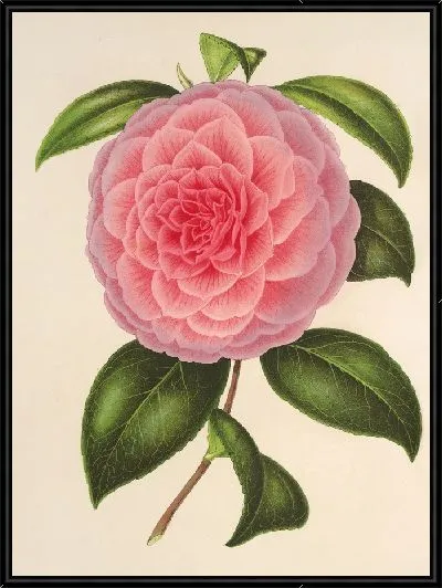 Картина Камелия Тересита Канцио Гарибальди (1854–1896)