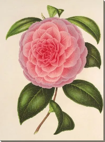 Картина Камелия Тересита Канцио Гарибальди (1854–1896)