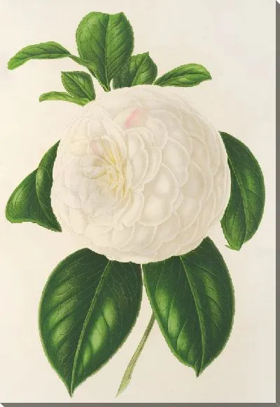 Картина Камелия Фанни Санчиоли (1854–1896)