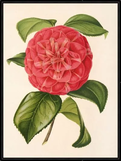 Картина Камелия Франческо Бурламаки (1854–1896)