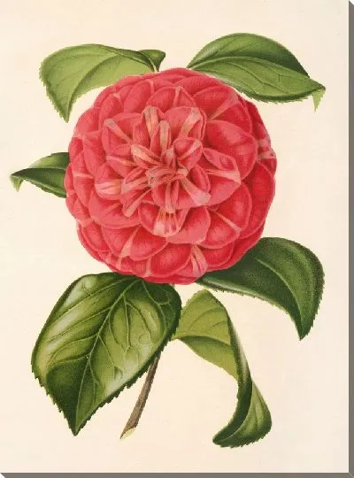 Картина Камелия Франческо Бурламаки (1854–1896)