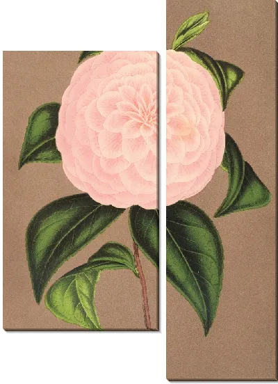 Картина Камелия Хозяйка Домбрейн (1854-1896)