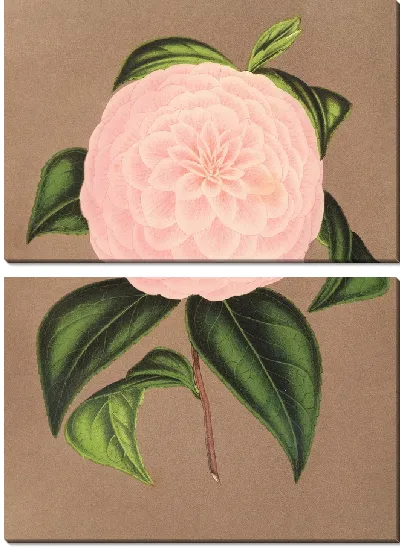Картина Камелия Хозяйка Домбрейн (1854-1896)