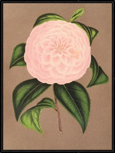 Картина Камелия Хозяйка Домбрейн (1854-1896)