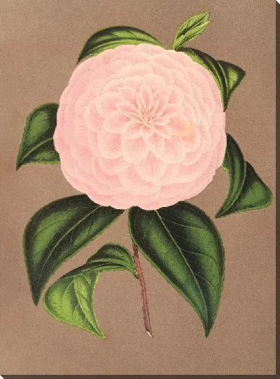 Картина Камелия Хозяйка Домбрейн (1854-1896)