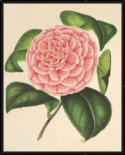 Картина Камелия Эльвина Делли (1854–1896)