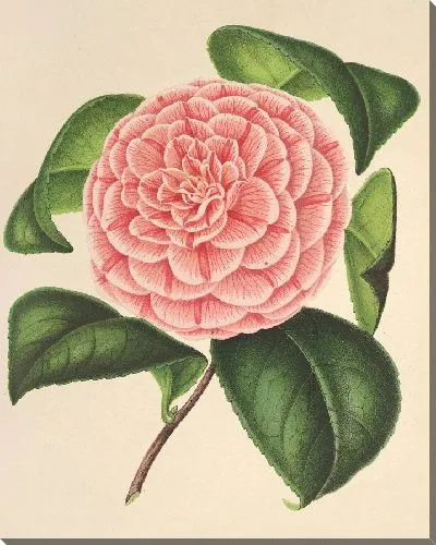 Картина Камелия Эльвина Делли (1854–1896)