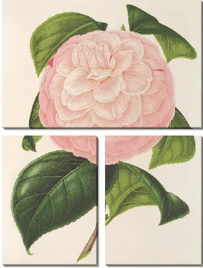Картина Камелия Эрцгерцог Этьен (1854–1896)