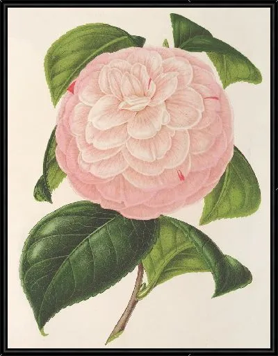 Картина Камелия Эрцгерцог Этьен (1854–1896)