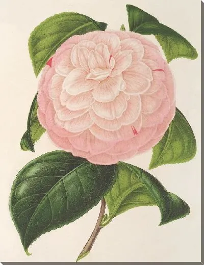 Картина Камелия Эрцгерцог Этьен (1854–1896)