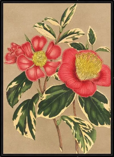 Картина Камелия японская, сесанква (1854-1896)