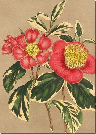 Картина Камелия японская, сесанква (1854-1896)