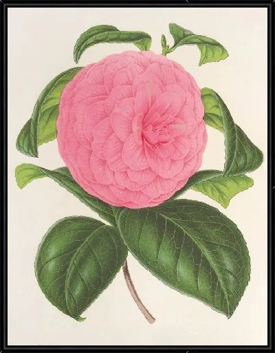Картина Камелия, виконт Ньюланд (1854–1896)