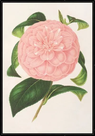 Картина Камелия, герцогиня Нассау (1854-1896)