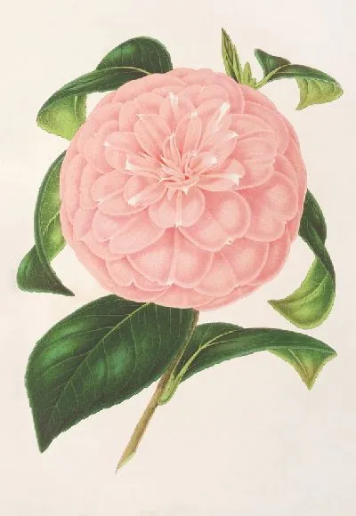 Картина Камелия, герцогиня Нассау (1854-1896)
