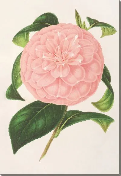 Картина Камелия, герцогиня Нассау (1854-1896)
