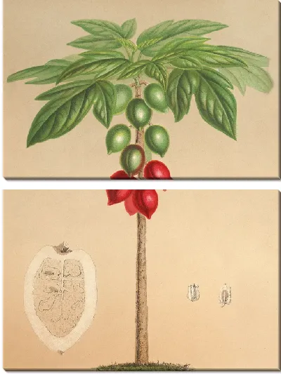 Картина Карика Эритрокарпа (1854-1896)