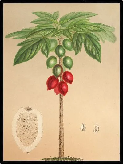 Картина Карика Эритрокарпа (1854-1896)