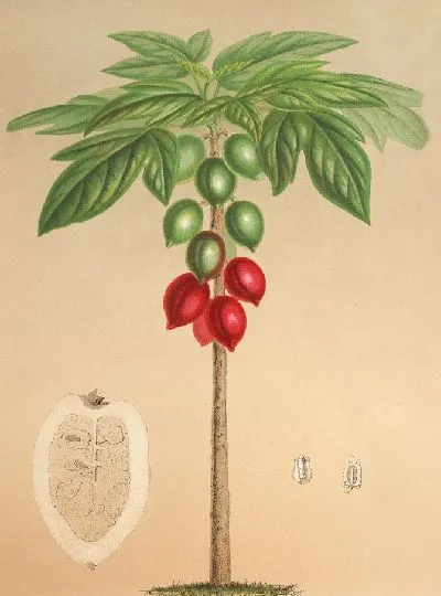 Картина Карика Эритрокарпа (1854-1896)