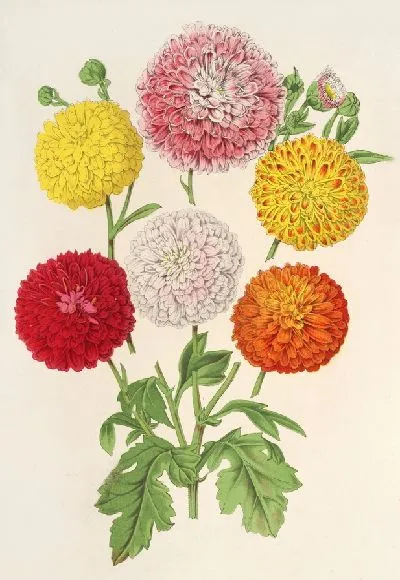Картина Карликов и ранние (садовые) хризантемы (1854-1896 гг.)