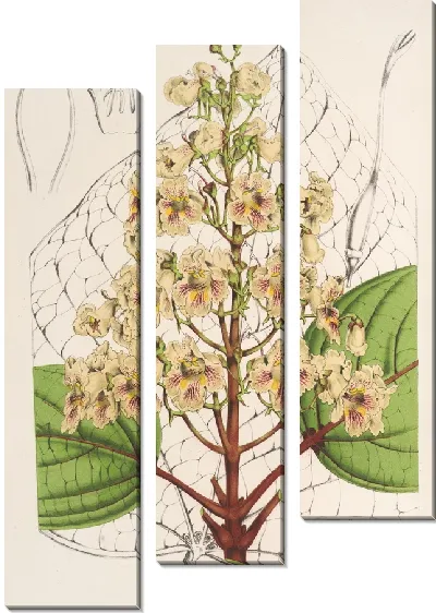 Картина Катальпа Кемпфери (1854-1896)