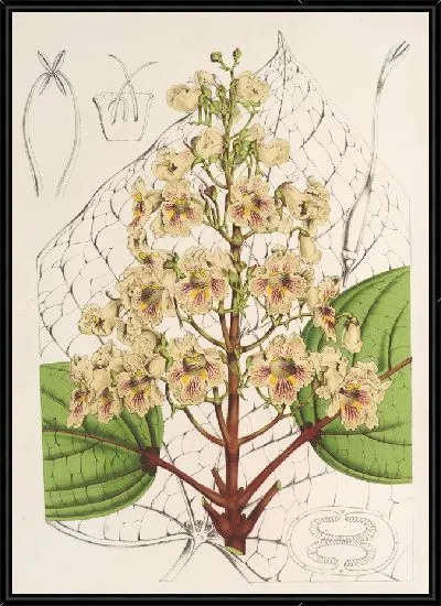 Картина Катальпа Кемпфери (1854-1896)