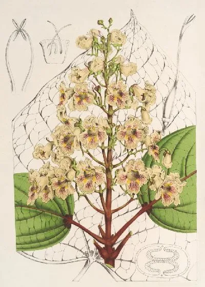 Картина Катальпа Кемпфери (1854-1896)