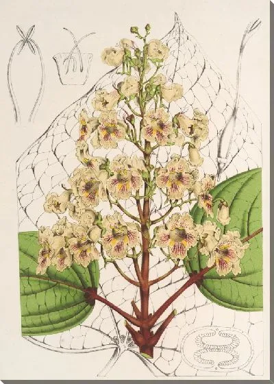 Картина Катальпа Кемпфери (1854-1896)